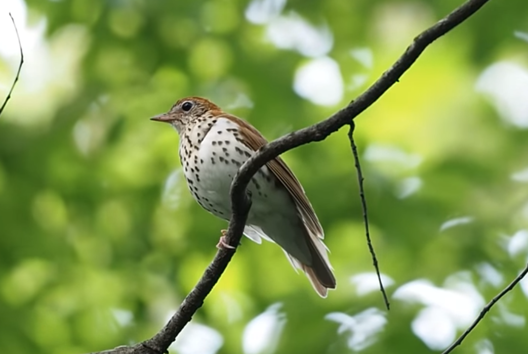 Wood Thrush in Central Park New York, New York, USA